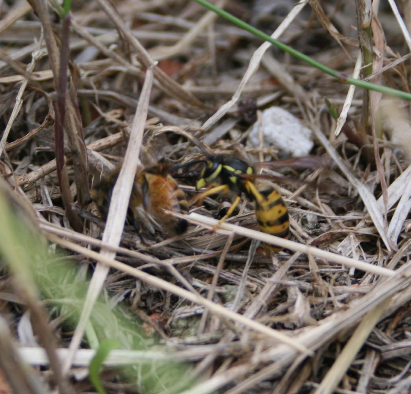 wasps-attacking-bees 092a.jpg